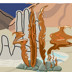 Algas Pardas Región de Antofagasta